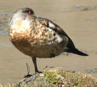 Canard huppé