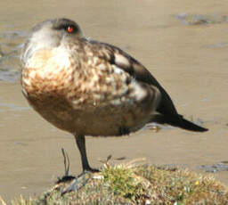 Canard huppé