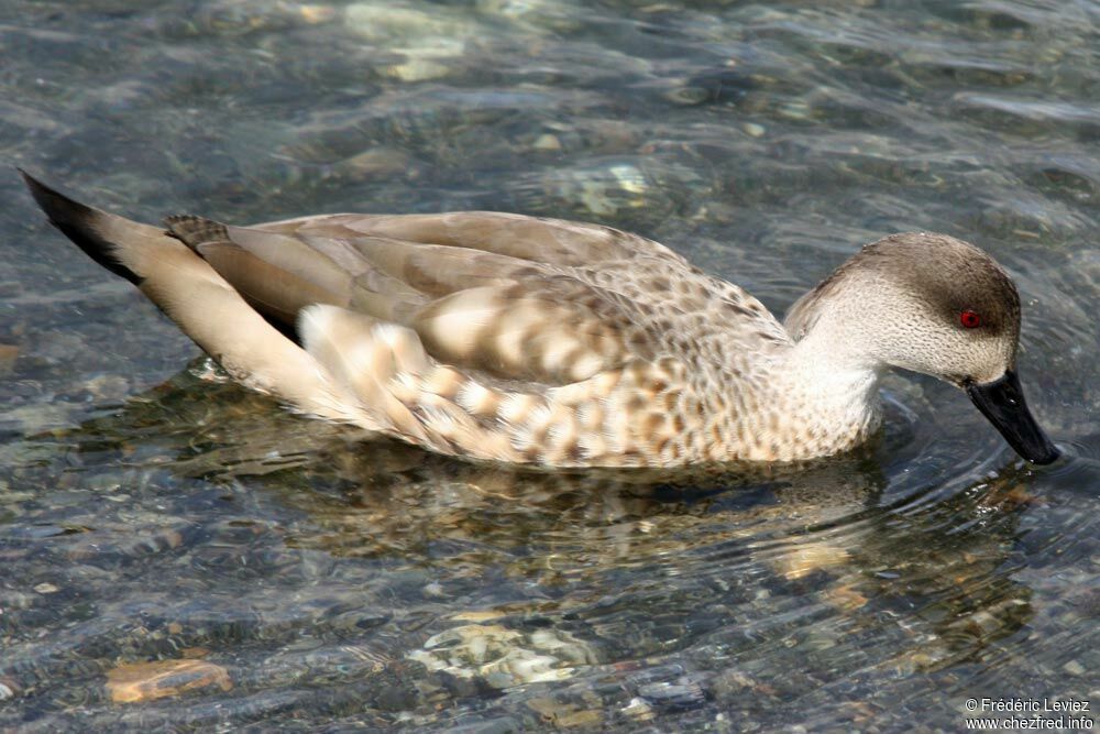 Canard huppéadulte