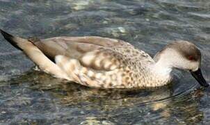 Crested Duck