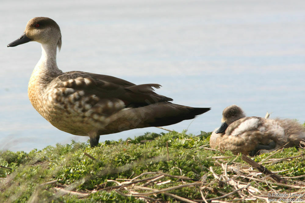 Canard huppé