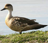 Crested Duck