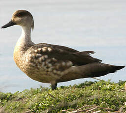 Canard huppé