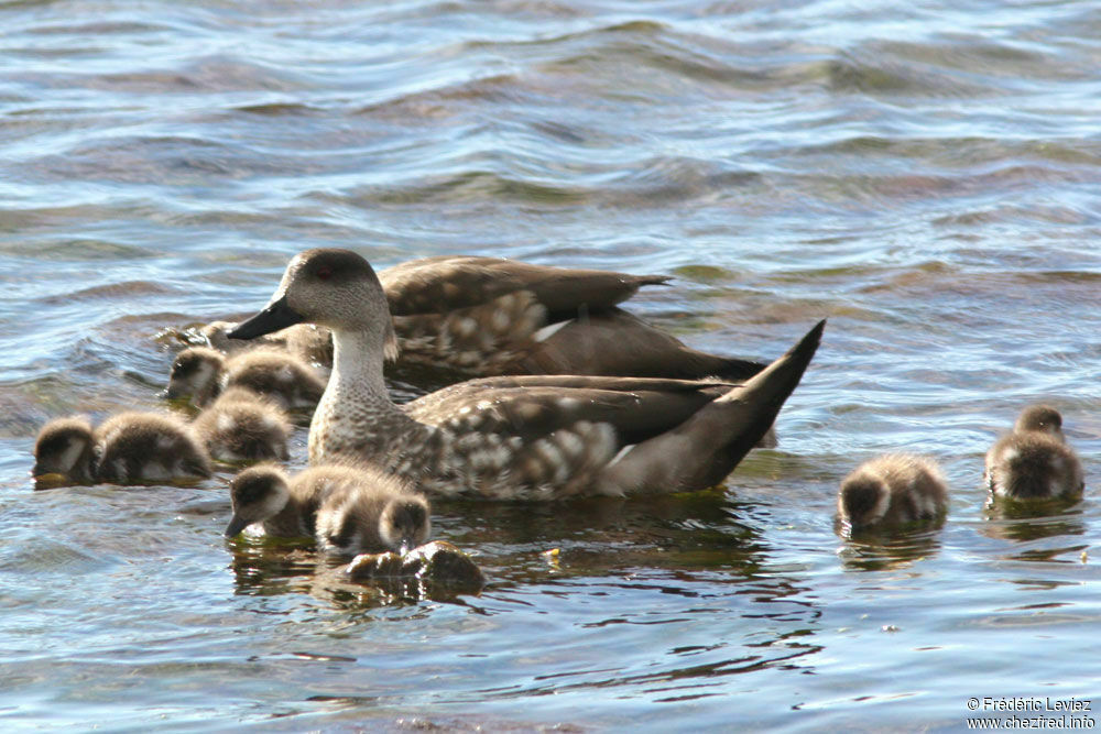 Canard huppé