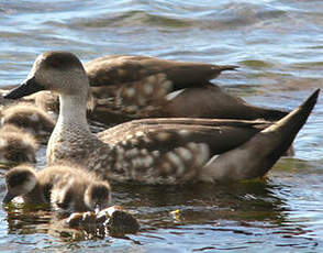 Canard huppé