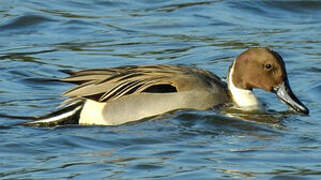 Canard pilet