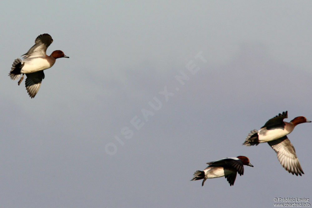 Canard siffleur mâle adulte