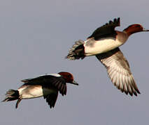 Eurasian Wigeon