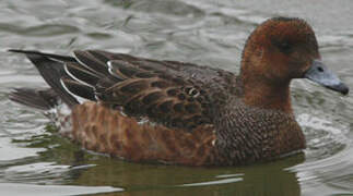 Eurasian Wigeon