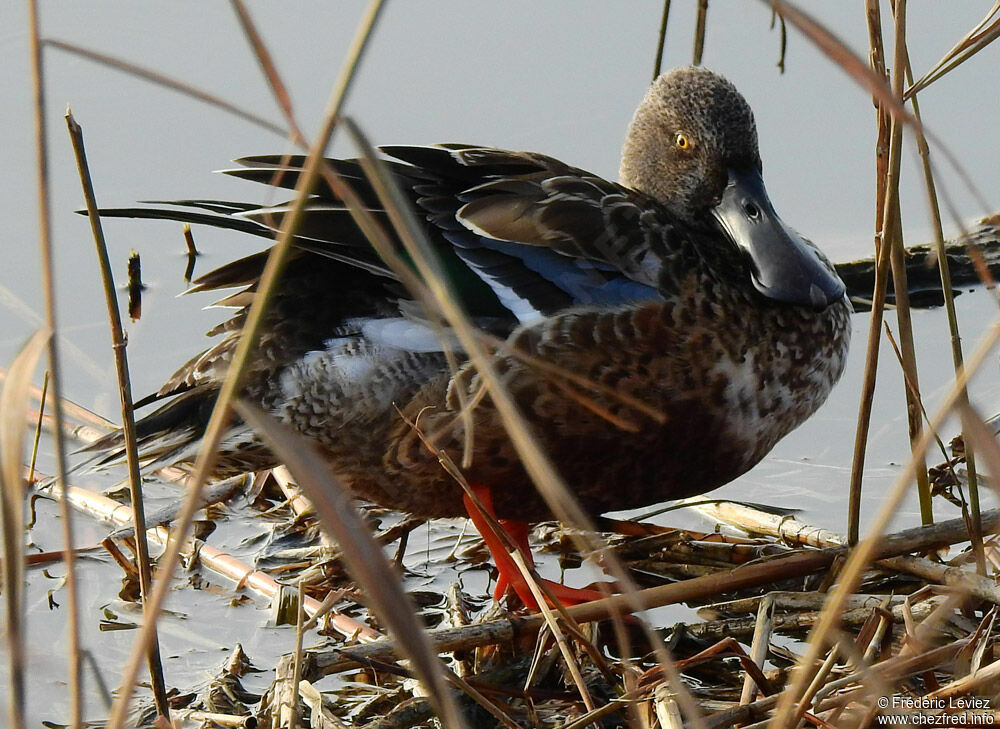 Northern Shoveler female adult, identification, care