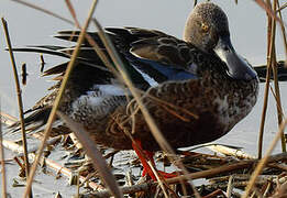 Northern Shoveler