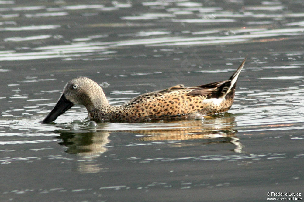 Red Shoveler male adult