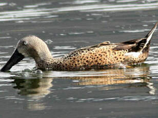 Canard spatule