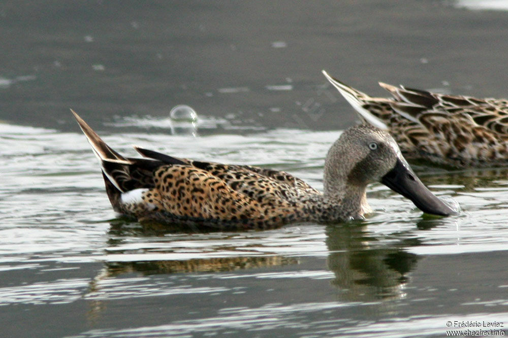 Canard spatule mâle adulte