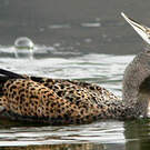 Canard spatule