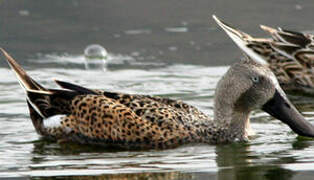 Red Shoveler