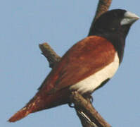 Tricolored Munia