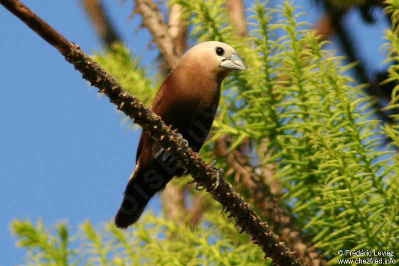 White-headed Muniaadult