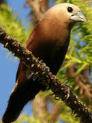 White-headed Munia