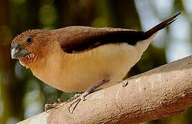 African Silverbill