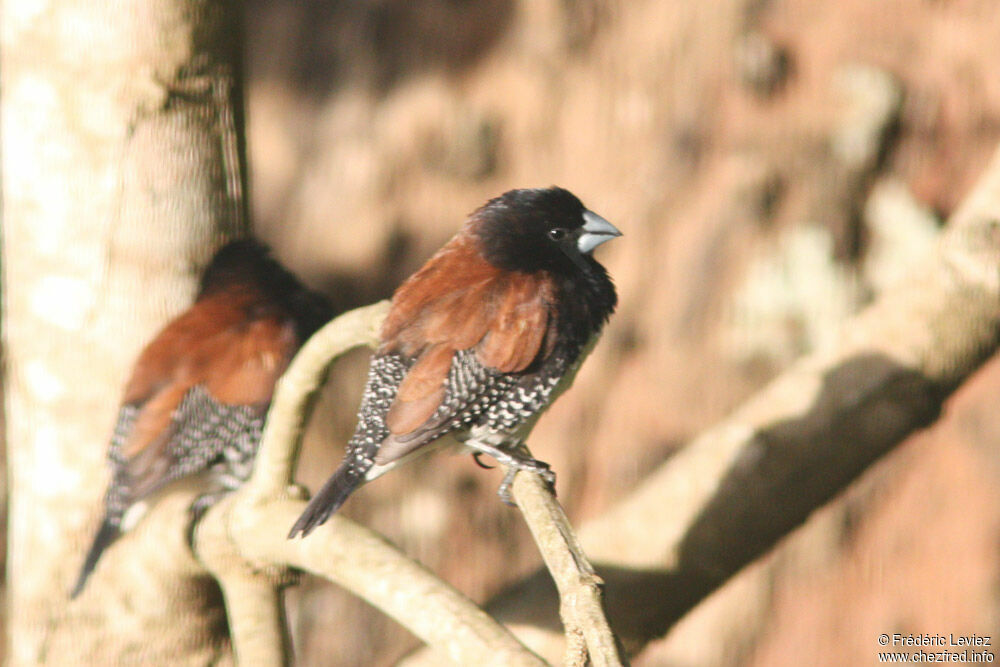 Black-and-white Mannikinadult, identification