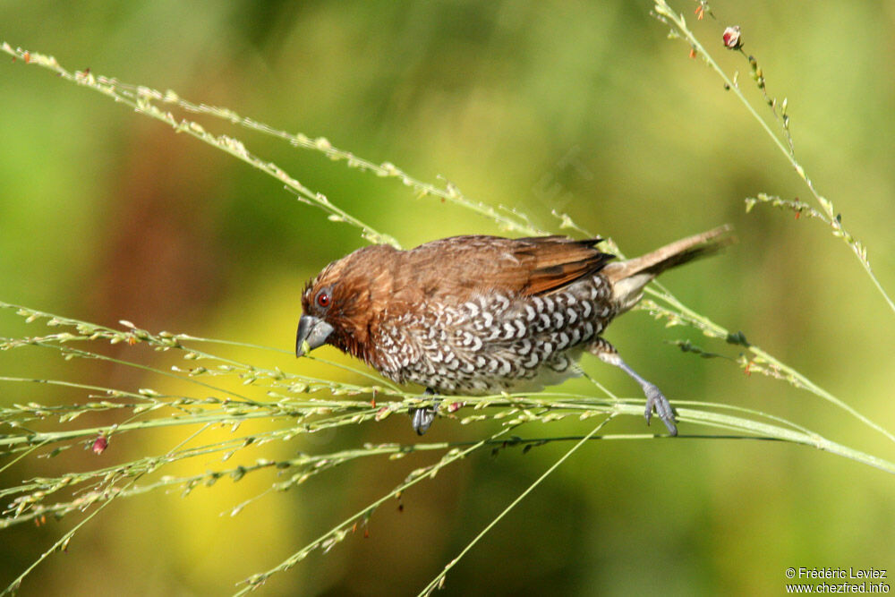 Scaly-breasted Munia, identification