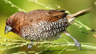 Scaly-breasted Munia