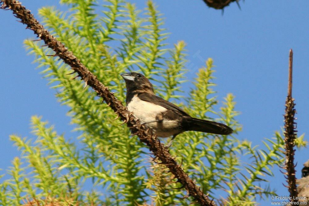 Capucin javanaisadulte