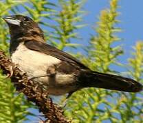 Javan Munia