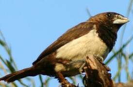 Javan Munia