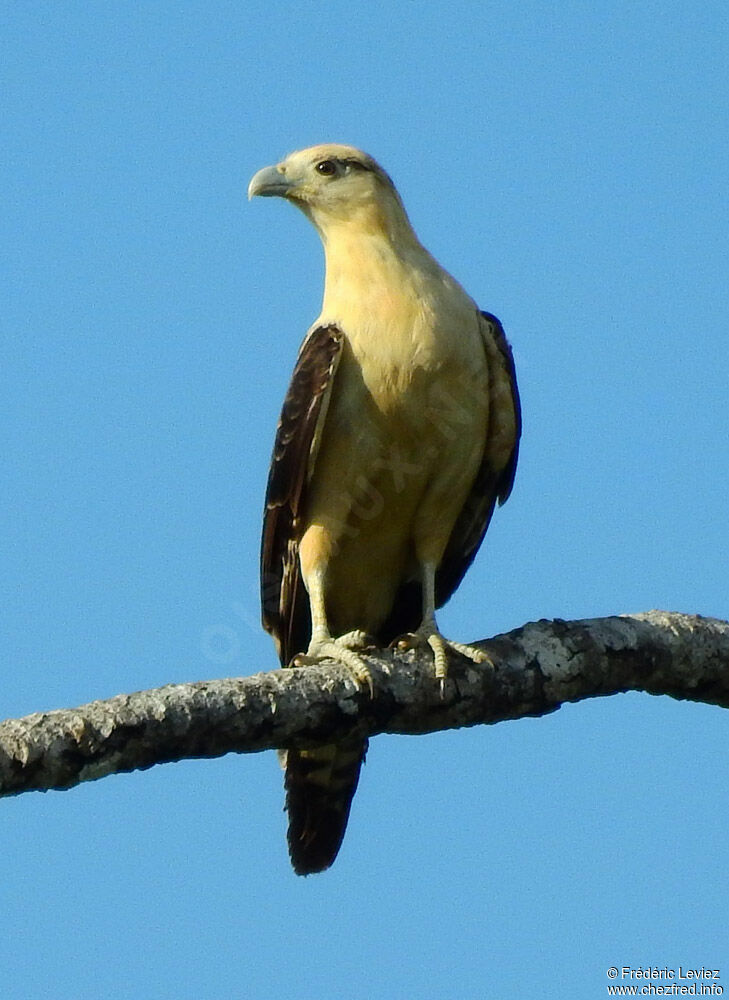 Caracara à tête jauneadulte, identification