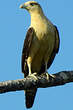 Caracara à tête jaune