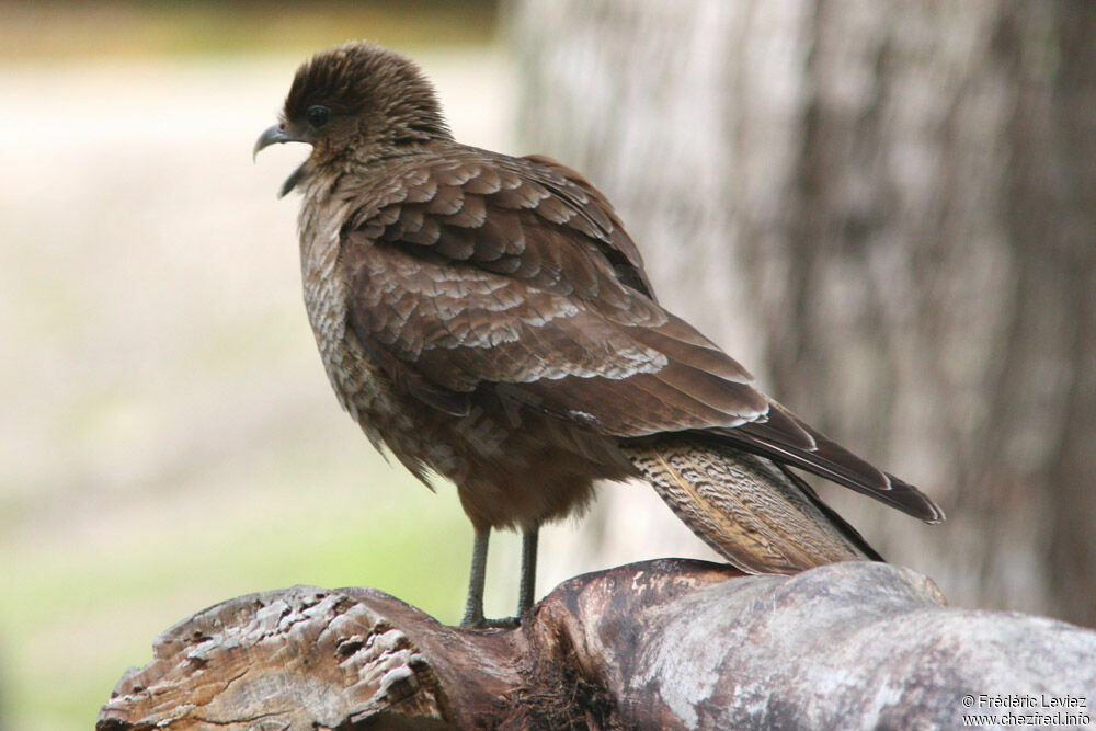 Caracara chimango