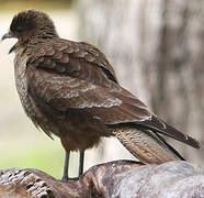 Chimango Caracara