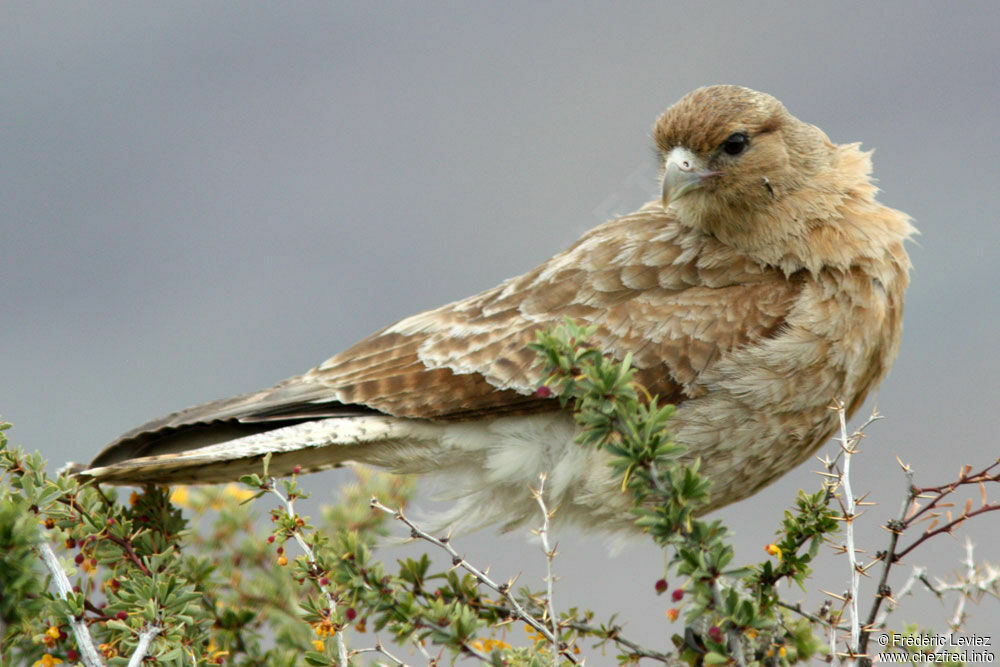 Caracara chimangoadulte