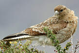 Caracara chimango