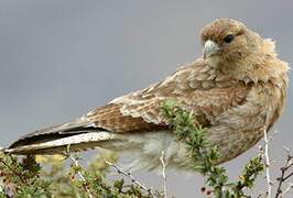 Chimango Caracara