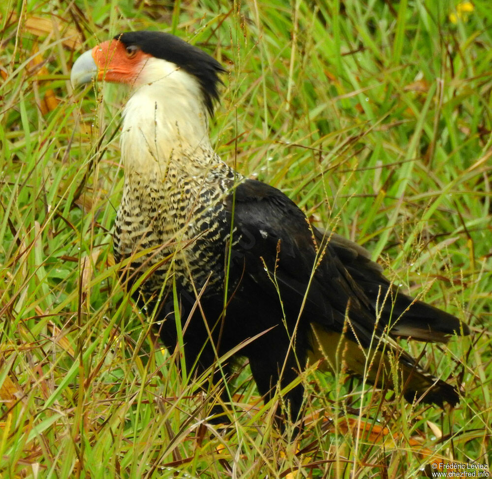 Caracara du Nordadulte, identification