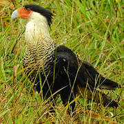 Crested Caracara (cheriway)