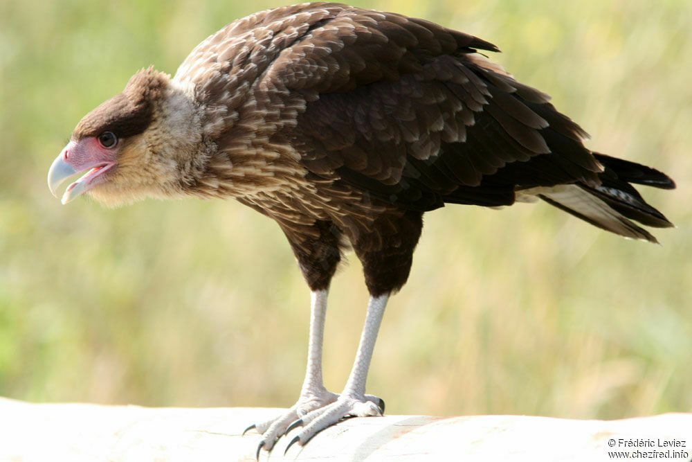 Caracara huppéimmature, identification