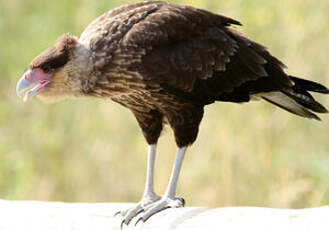 Caracara huppé