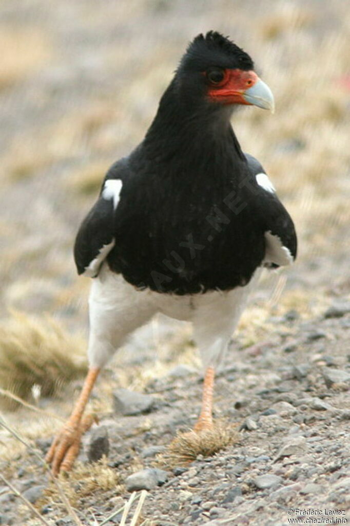 Caracara montagnardadulte