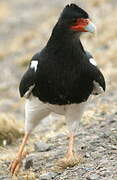 Mountain Caracara