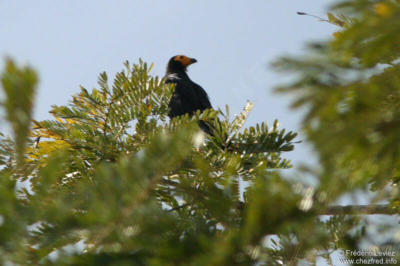 Caracara noiradulte