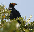 Caracara noir