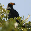 Caracara noir