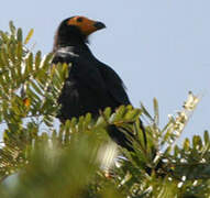 Black Caracara