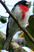 Cardinal à poitrine rose