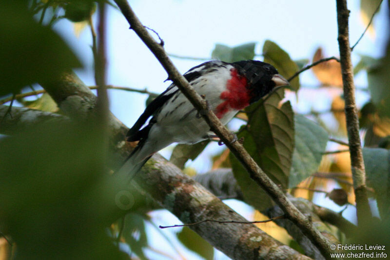 Rose-breasted Grosbeak male adult