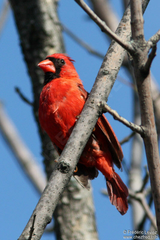 Cardinal rouge